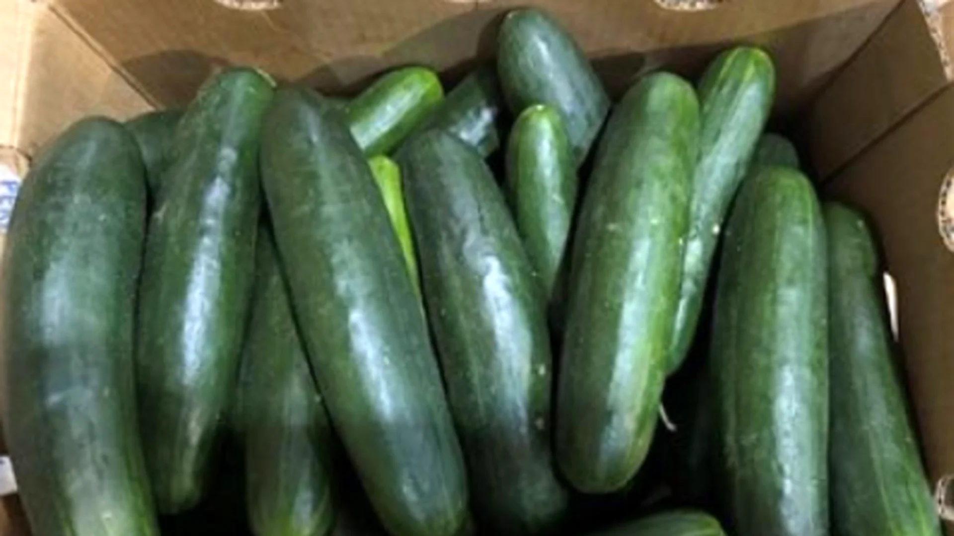 Pepinos Bedner Growers