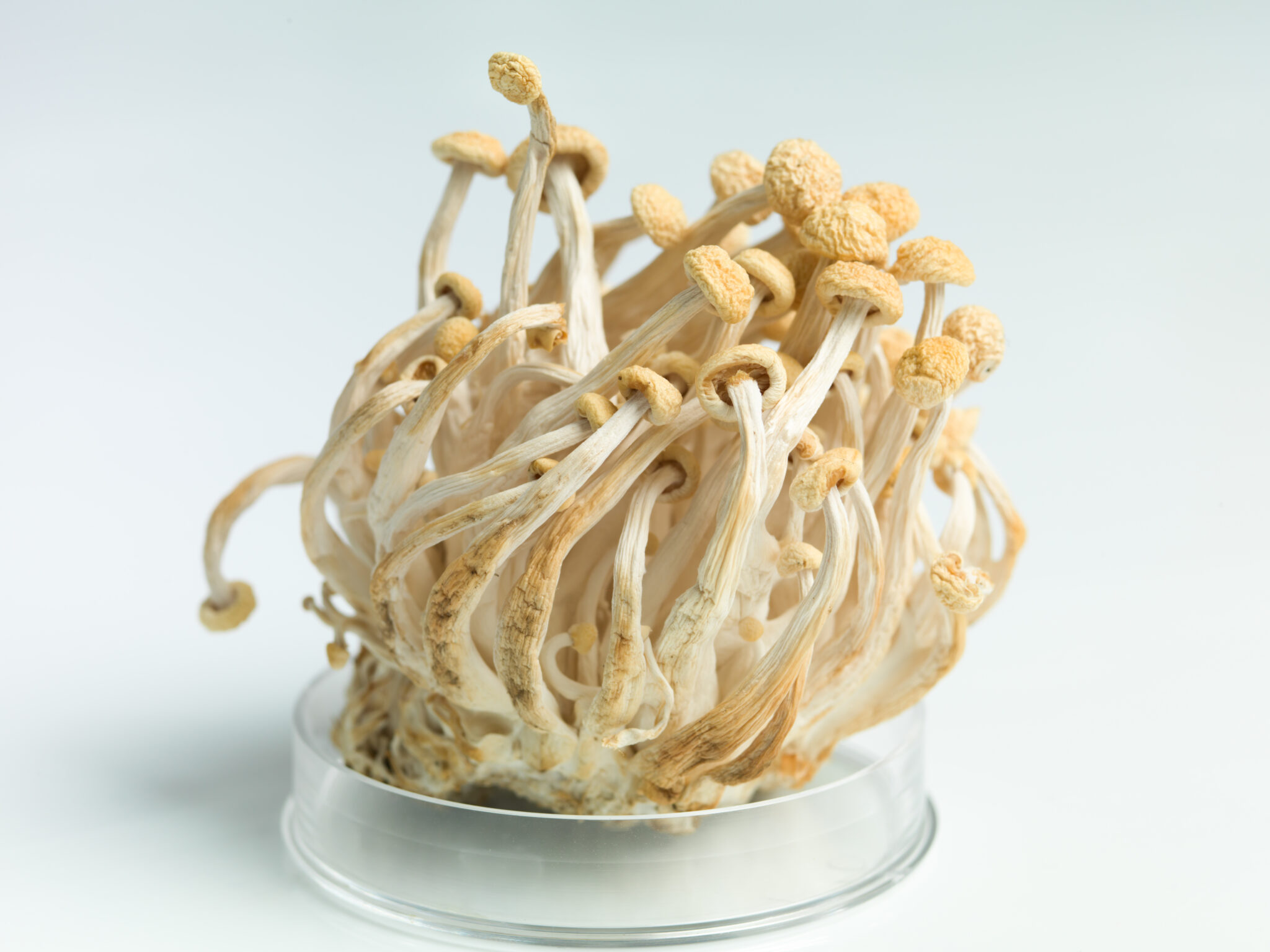 petri dish containing an enoki mushrooms cluster